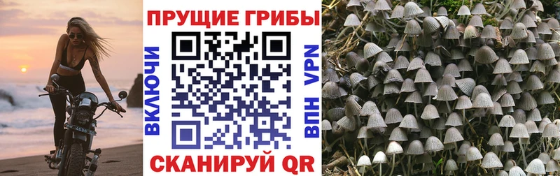 Галлюциногенные грибы Psilocybe  где можно купить   Салаир 